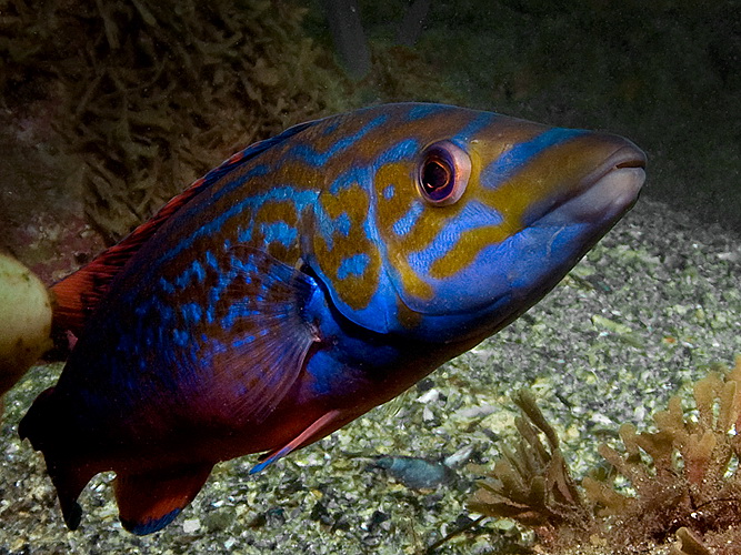 Cuckoo wrasse